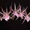 Bratonia Charles M. Fitch 'Izumi' AM/AOS Orchid Live Plant - Potted - Image 1