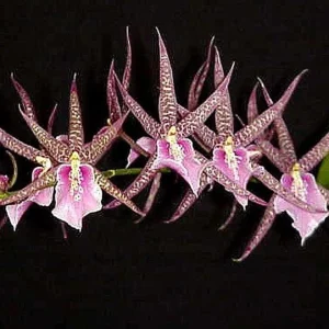 Bratonia Charles M. Fitch 'Izumi' AM/AOS Orchid Live Plant - Potted - Image 1