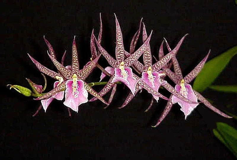 Bratonia Charles M. Fitch 'Izumi' AM/AOS Orchid Live Plant - Potted - Image 1