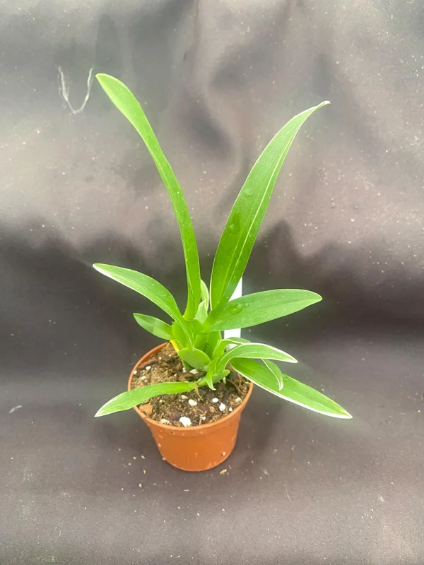 Bratonia Shelob 'Okika' Variegated Oncidium Type Orchid Live Plant – 2.5 inch Pot - Image 2