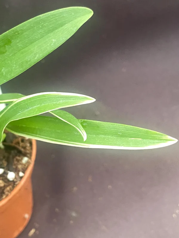 Bratonia Shelob 'Okika' Variegated Oncidium Type Orchid Live Plant – 2.5 inch Pot - Image 3