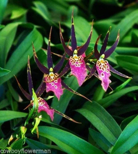 Bratonia Shelob 'Okika' Variegated Oncidium Type Orchid Live Plant – 2.5 inch Pot - Image 1
