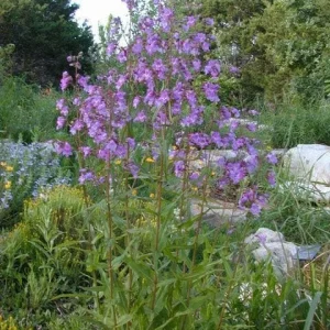 Brazos Penstemon Live Plant – 1 Gallon – Perennial – Fully Rooted - Image 2