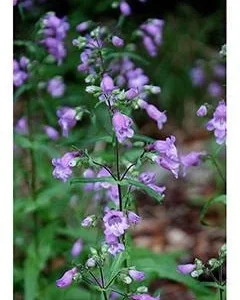 Brazos Penstemon Live Plant – 1 Gallon – Perennial – Fully Rooted - Image 3