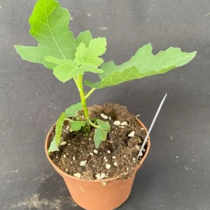Brown Turkey Fig Live Plant - Delicious Fruit Tree, Rooted, 3" Pot - Image 2