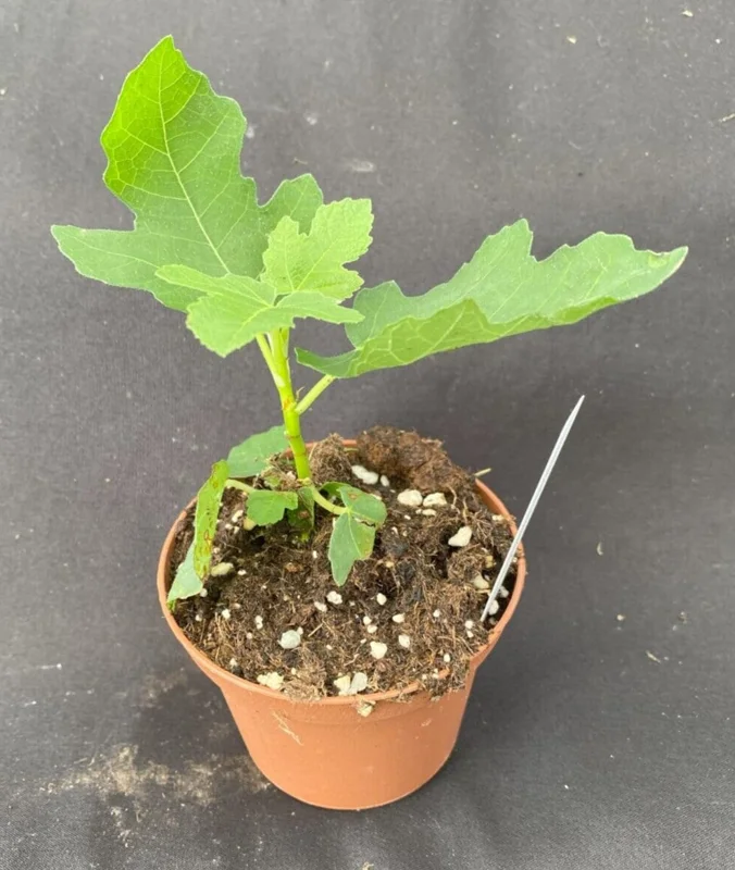 Brown Turkey Fig Live Plant - Delicious Fruit Tree, Rooted, 3" Pot - Image 2