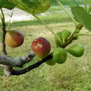 Brown Turkey Fig Live Plant - Delicious Fruit Tree, Rooted, 3" Pot - Image 1