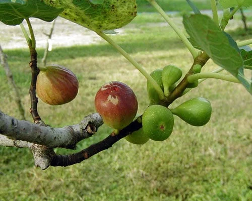 Brown Turkey Fig Live Plant - Delicious Fruit Tree, Rooted, 3" Pot - Image 1