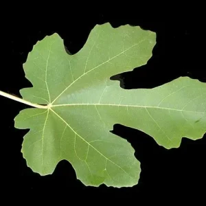 Brown Turkey Fig Tree - Live Fruiting Ficus Carica Plant - Outdoor Fruit Tree - Image 2