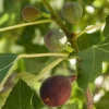 Brown Turkey Fig Tree - Live Fruiting Ficus Carica Plant - Outdoor Fruit Tree - Image 1