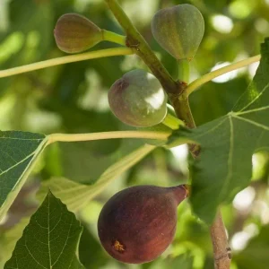 Brown Turkey Fig Tree - Live Fruiting Ficus Carica Plant - Outdoor Fruit Tree - Image 1