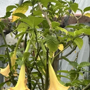Brugmansia Angel Trumpet Yellow Live Plant Cutting - Unrooted 4 Inch - Image 2