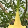 Brugmansia Angel Trumpet Yellow Live Plant Cutting - Unrooted 4 Inch - Image 1