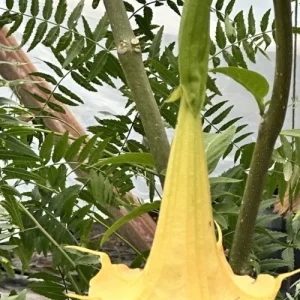 Brugmansia Angel Trumpet Yellow Live Plant Cutting - Unrooted 4 Inch - Image 1