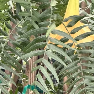Brugmansia Angel Trumpet Yellow Live Plant Cutting - Unrooted 4 Inch - Image 3