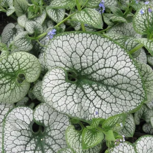 Brunnera 'Sea Heart' Live Starter Plant – False Forget-Me-Not – Outdoor Shade Perennial - Image 2