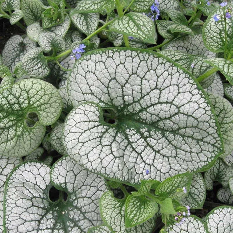 Brunnera 'Sea Heart' Live Starter Plant – False Forget-Me-Not – Outdoor Shade Perennial - Image 2