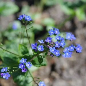 Brunnera 'Sea Heart' Live Starter Plant – False Forget-Me-Not – Outdoor Shade Perennial - Image 3