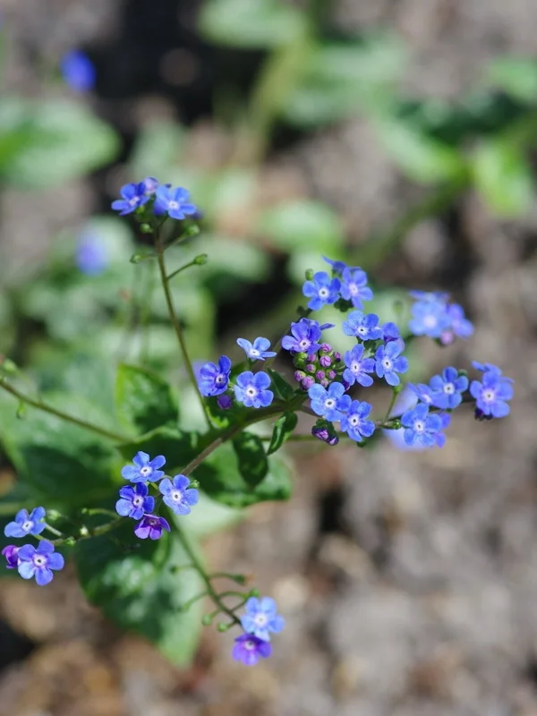 Brunnera 'Sea Heart' Live Starter Plant – False Forget-Me-Not – Outdoor Shade Perennial - Image 3
