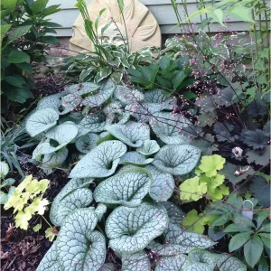 Brunnera 'Sea Heart' Live Starter Plant – False Forget-Me-Not – Outdoor Shade Perennial - Image 4