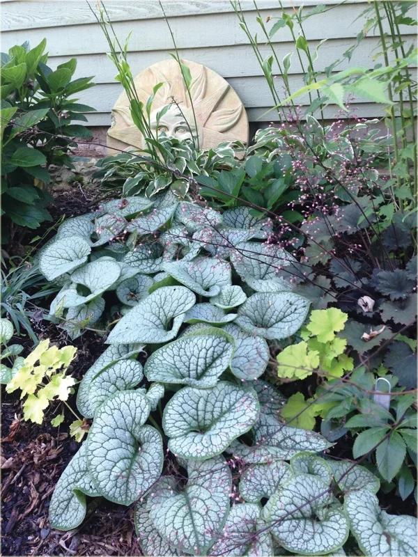 Brunnera 'Sea Heart' Live Starter Plant – False Forget-Me-Not – Outdoor Shade Perennial - Image 4