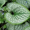 Brunnera 'Sea Heart' Live Starter Plant – False Forget-Me-Not – Outdoor Shade Perennial - Image 1