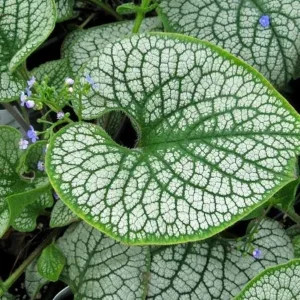 Brunnera 'Sea Heart' Live Starter Plant – False Forget-Me-Not – Outdoor Shade Perennial - Image 1