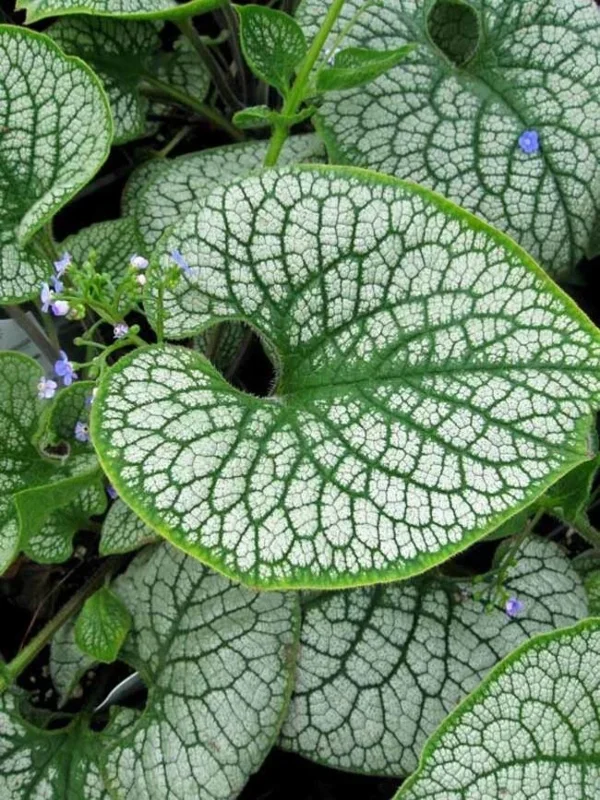 Brunnera 'Sea Heart' Live Starter Plant – False Forget-Me-Not – Outdoor Shade Perennial - Image 1