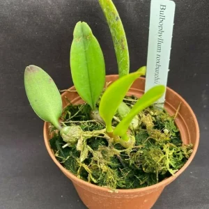 Bulbophyllum roxburghii Miniature Orchid Live Plant, Blooming Size, in 3