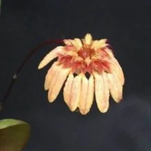 Bulbophyllum roxburghii Miniature Orchid Live Plant, Blooming Size, in 3