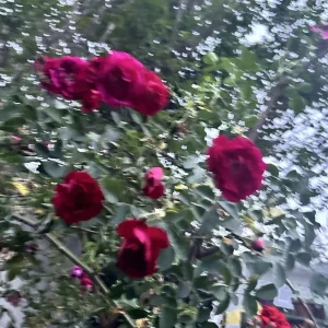 Burgundy Iceberg Rose Cuttings - 3 Unrooted 6