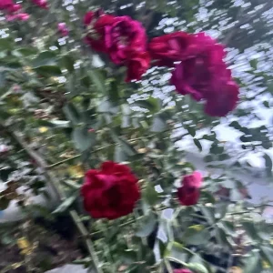 Burgundy Iceberg Rose Cuttings - 3 Unrooted 6