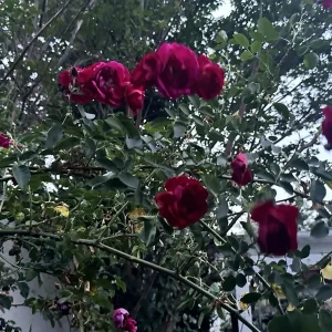 Burgundy Iceberg Rose Cuttings - 3 Unrooted 6