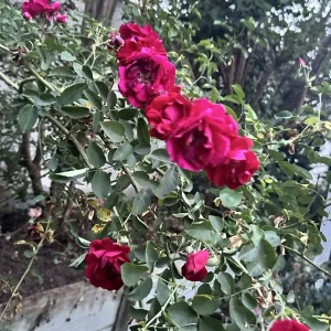 Burgundy Iceberg Rose Cuttings - 3 Unrooted 6
