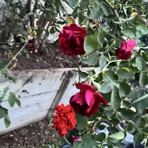 Burgundy Iceberg Rose Cuttings - 3 Unrooted 6