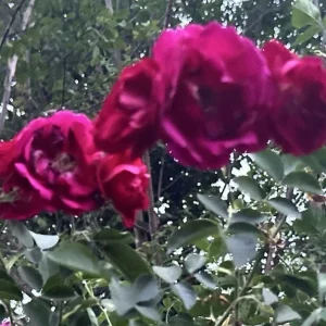 Burgundy Iceberg Rose Cuttings - 3 Unrooted 6