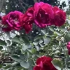 Burgundy Iceberg Rose Cuttings - 3 Unrooted 6" Live Flower Plant Cuttings Shrub - Image 1