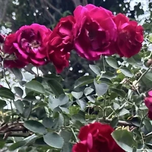 Burgundy Iceberg Rose Cuttings - 3 Unrooted 6