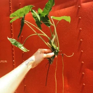 Burle Marx Philodendron Cutting Live Plant – Air Roots & Multiple Nodes – Indoor/Outdoor - Image 2