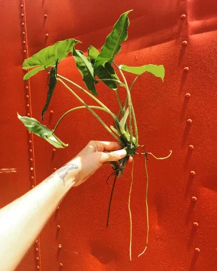 Burle Marx Philodendron Cutting Live Plant – Air Roots & Multiple Nodes – Indoor/Outdoor - Image 2