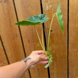 Burle Marx Philodendron Cutting Live Plant – Air Roots & Multiple Nodes – Indoor/Outdoor - Image 3