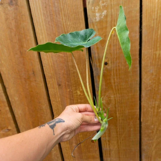 Burle Marx Philodendron Cutting Live Plant – Air Roots & Multiple Nodes – Indoor/Outdoor - Image 3