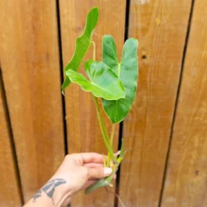 Burle Marx Philodendron Cutting Live Plant – Air Roots & Multiple Nodes – Indoor/Outdoor - Image 4