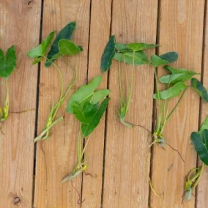 Burle Marx Philodendron Cutting Live Plant – Air Roots & Multiple Nodes – Indoor/Outdoor - Image 5