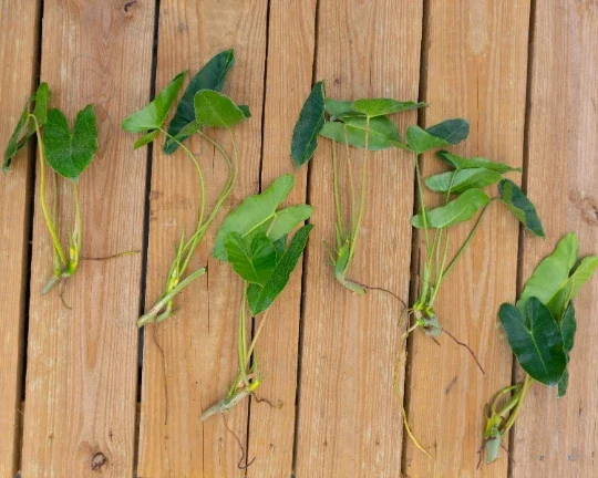 Burle Marx Philodendron Cutting Live Plant – Air Roots & Multiple Nodes – Indoor/Outdoor - Image 5