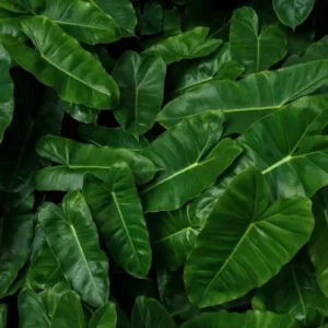 Burle Marx Philodendron Cutting Live Plant – Air Roots & Multiple Nodes – Indoor/Outdoor - Image 6