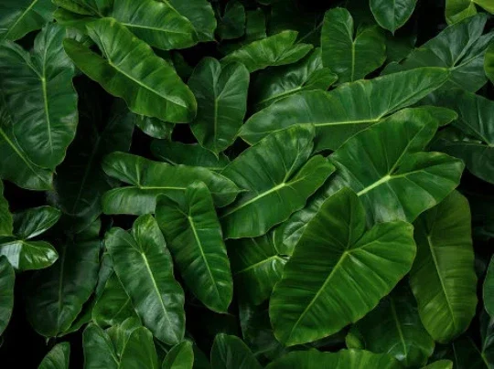 Burle Marx Philodendron Cutting Live Plant – Air Roots & Multiple Nodes – Indoor/Outdoor - Image 6