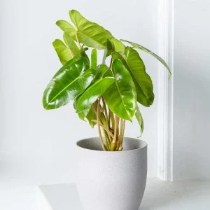 Burle Marx Philodendron Cutting Live Plant – Air Roots & Multiple Nodes – Indoor/Outdoor - Image 7