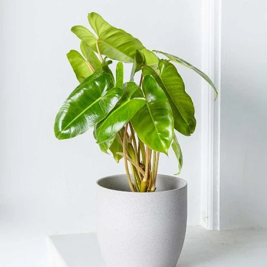Burle Marx Philodendron Cutting Live Plant – Air Roots & Multiple Nodes – Indoor/Outdoor - Image 7