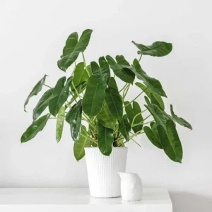 Burle Marx Philodendron Cutting Live Plant – Air Roots & Multiple Nodes – Indoor/Outdoor - Image 8